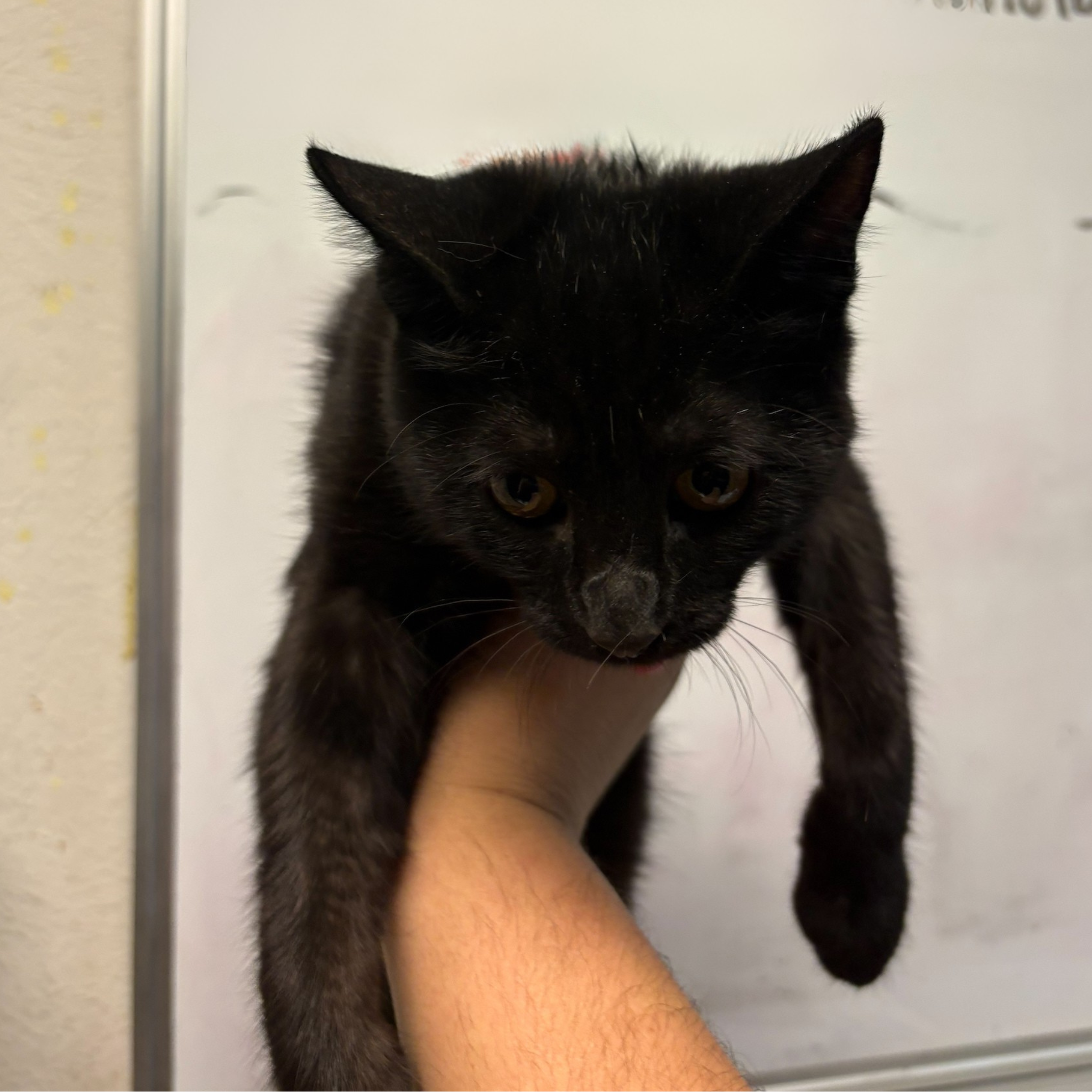 Pet